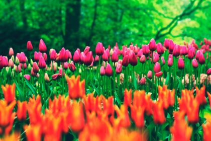 Keukenhof bezoeken: alles wat je moet weten voor een kleurrijk dagje uit