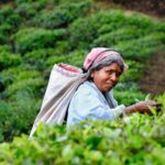 De perfecte reizen voor theeliefhebbers: van Taiwan tot India