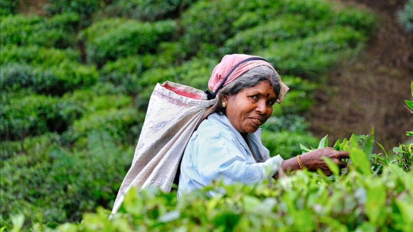 De perfecte reizen voor theeliefhebbers: van Taiwan tot India