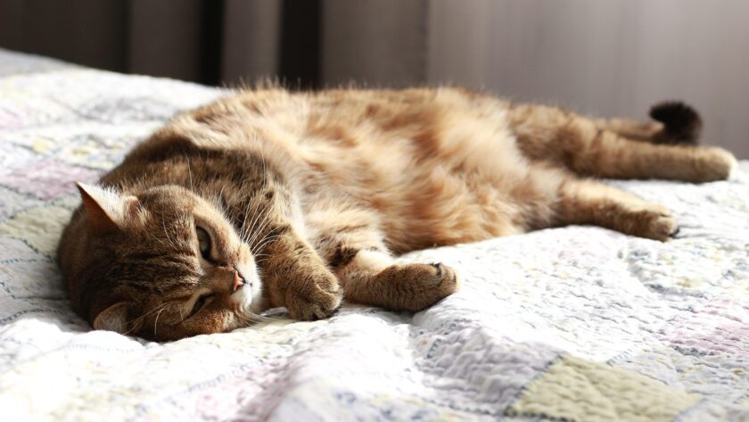 Nachtboot vakantie wat kun je verwachten