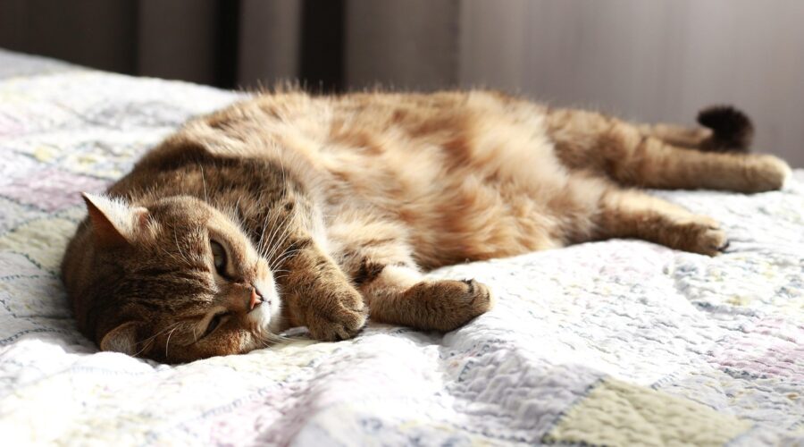 Nachtboot vakantie wat kun je verwachten